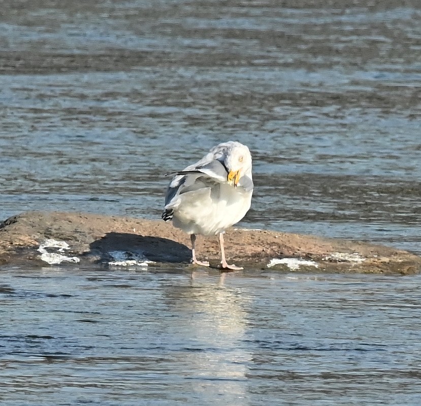 Herring Gull - Regis Fortin