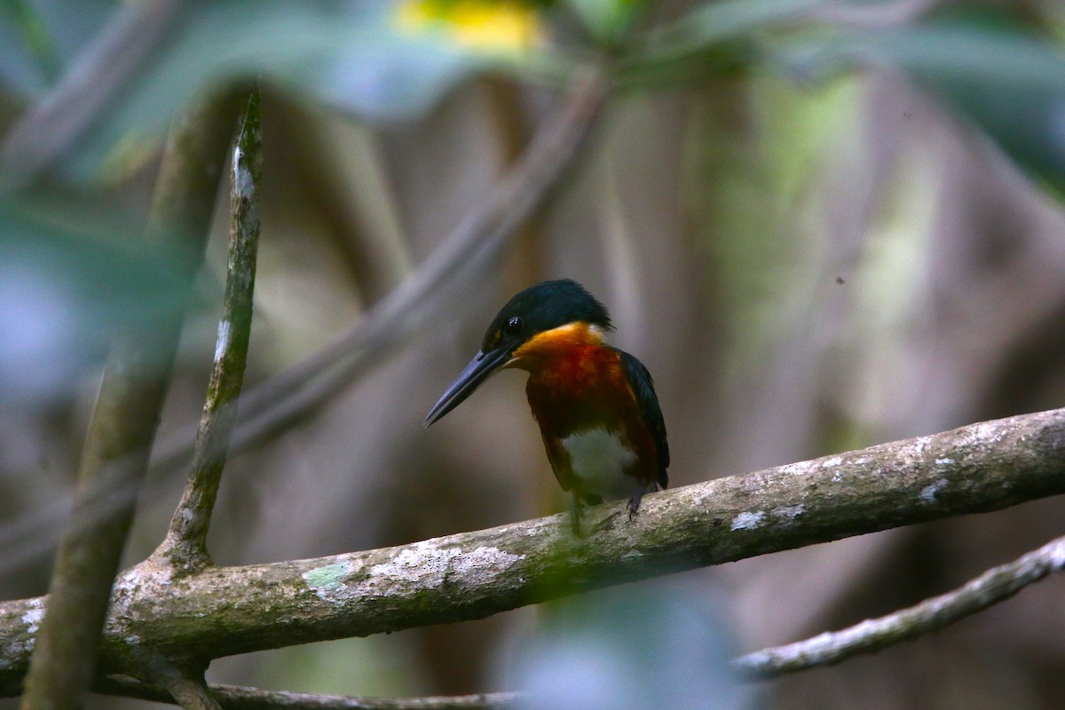 American Pygmy Kingfisher - ML615397833