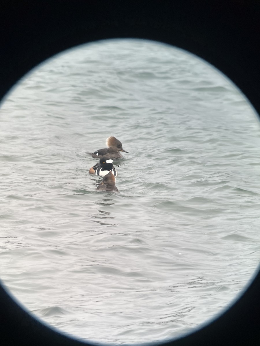 Hooded Merganser - ML615397896