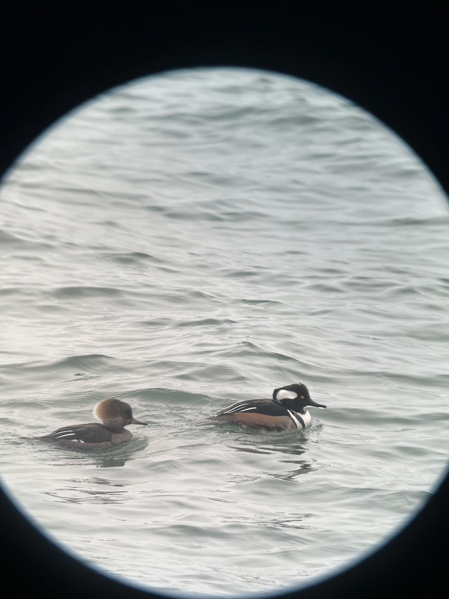 Hooded Merganser - ML615397899