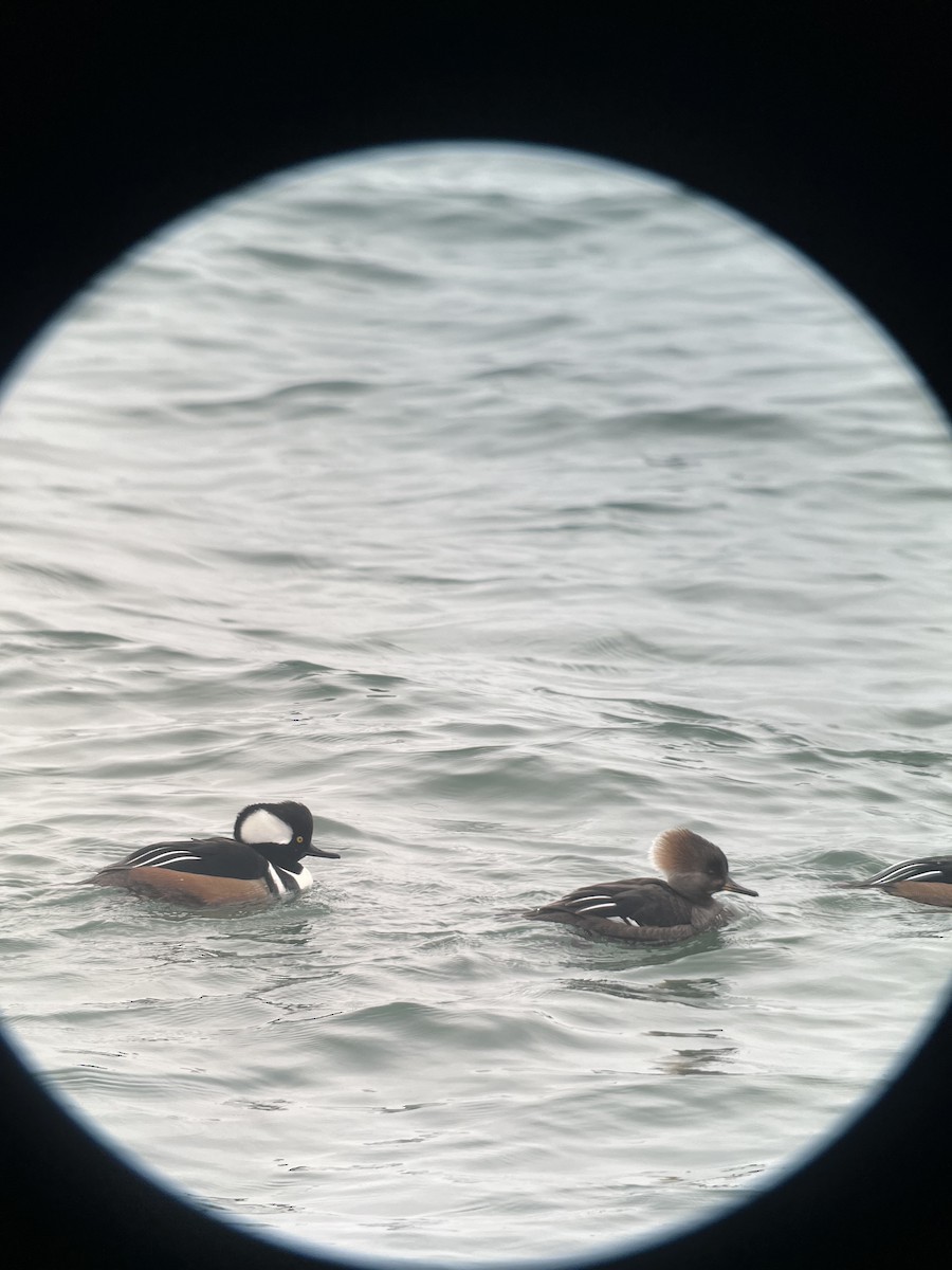 Hooded Merganser - ML615397900