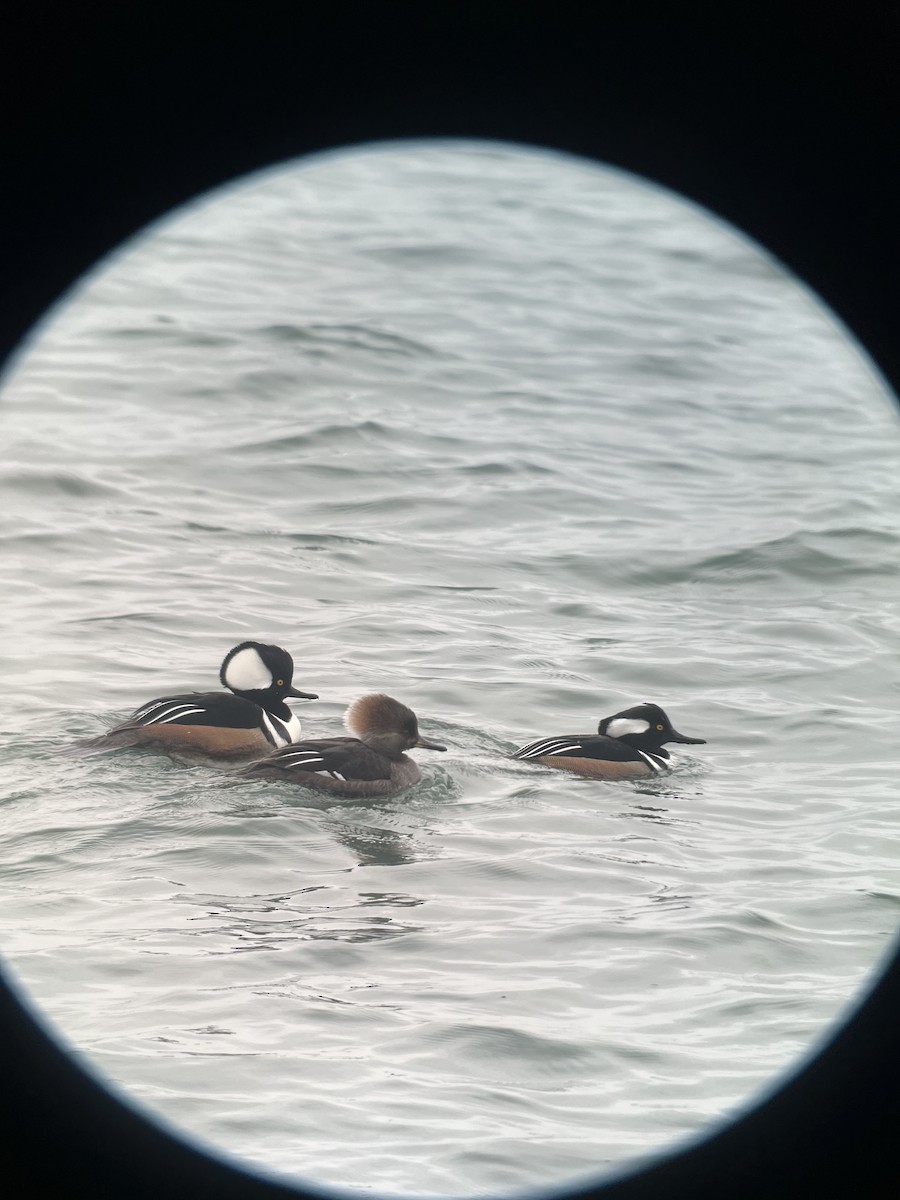 Hooded Merganser - ML615397901