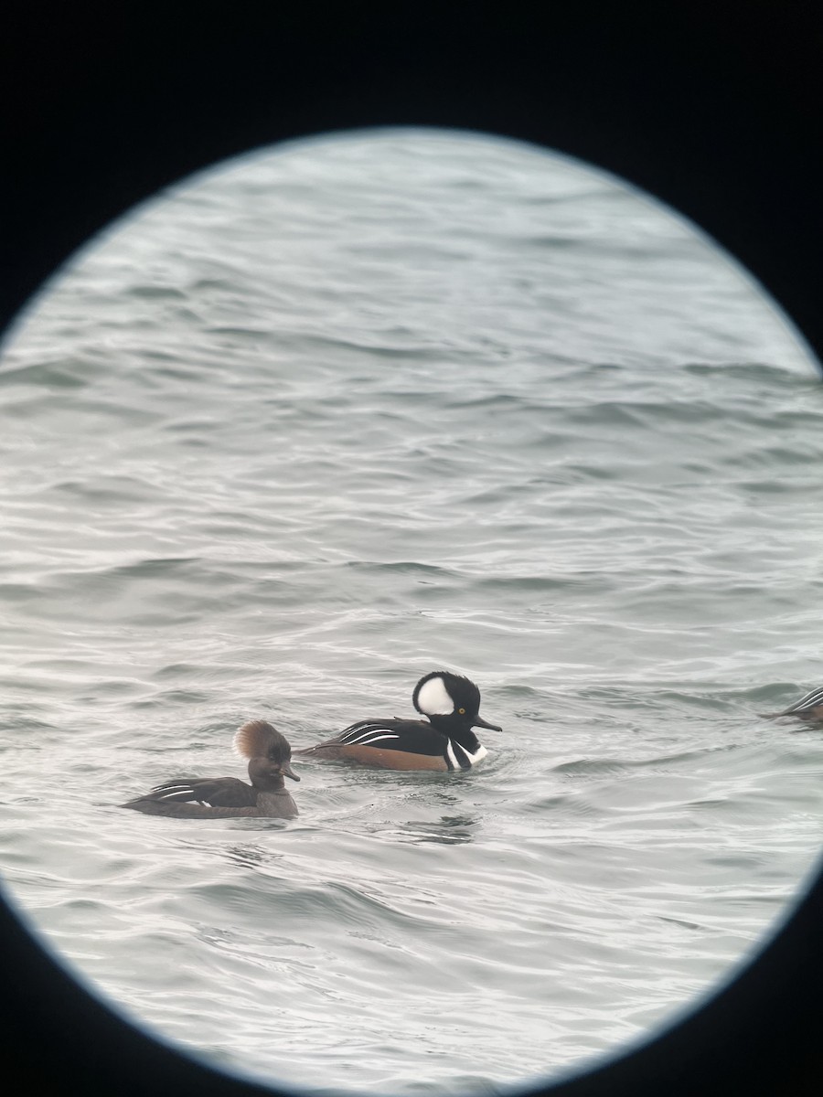 Hooded Merganser - ML615397902