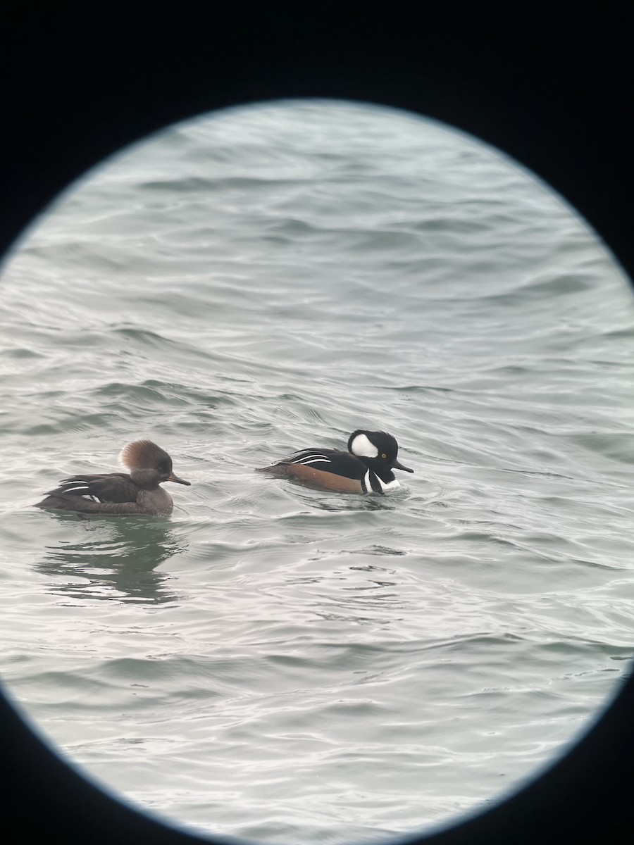 Hooded Merganser - ML615397903