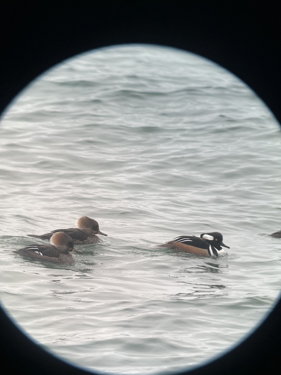 Hooded Merganser - Ann Monk