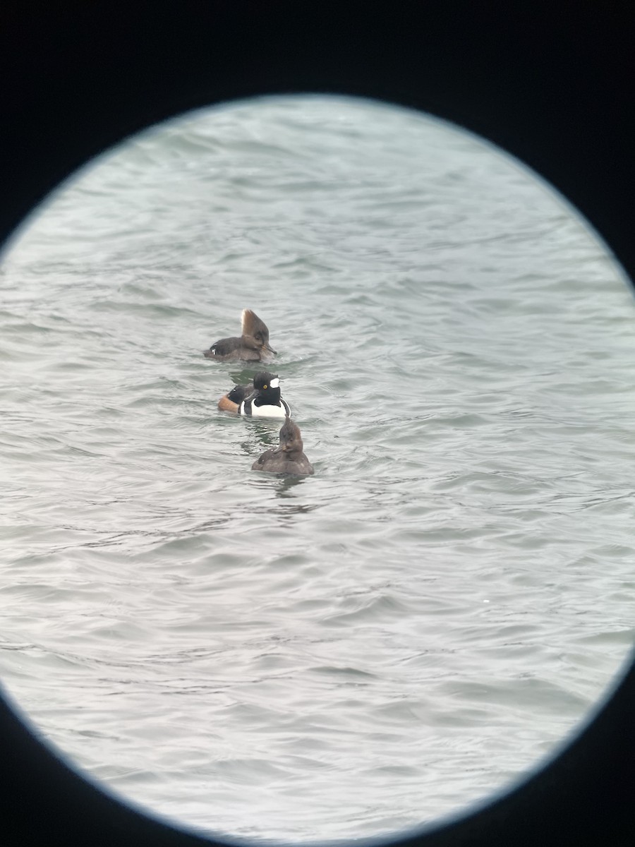 Hooded Merganser - ML615397907