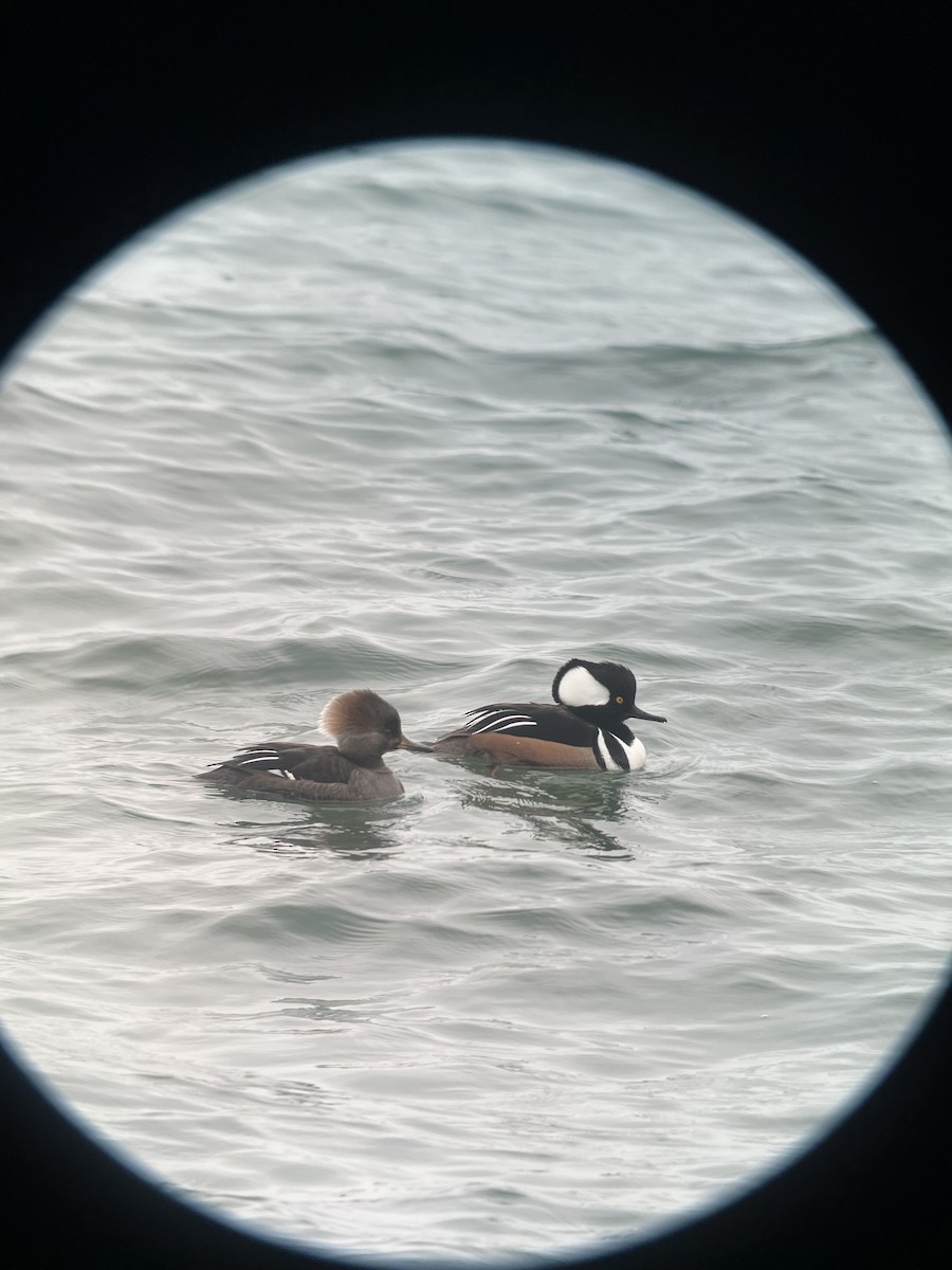 Hooded Merganser - ML615397908