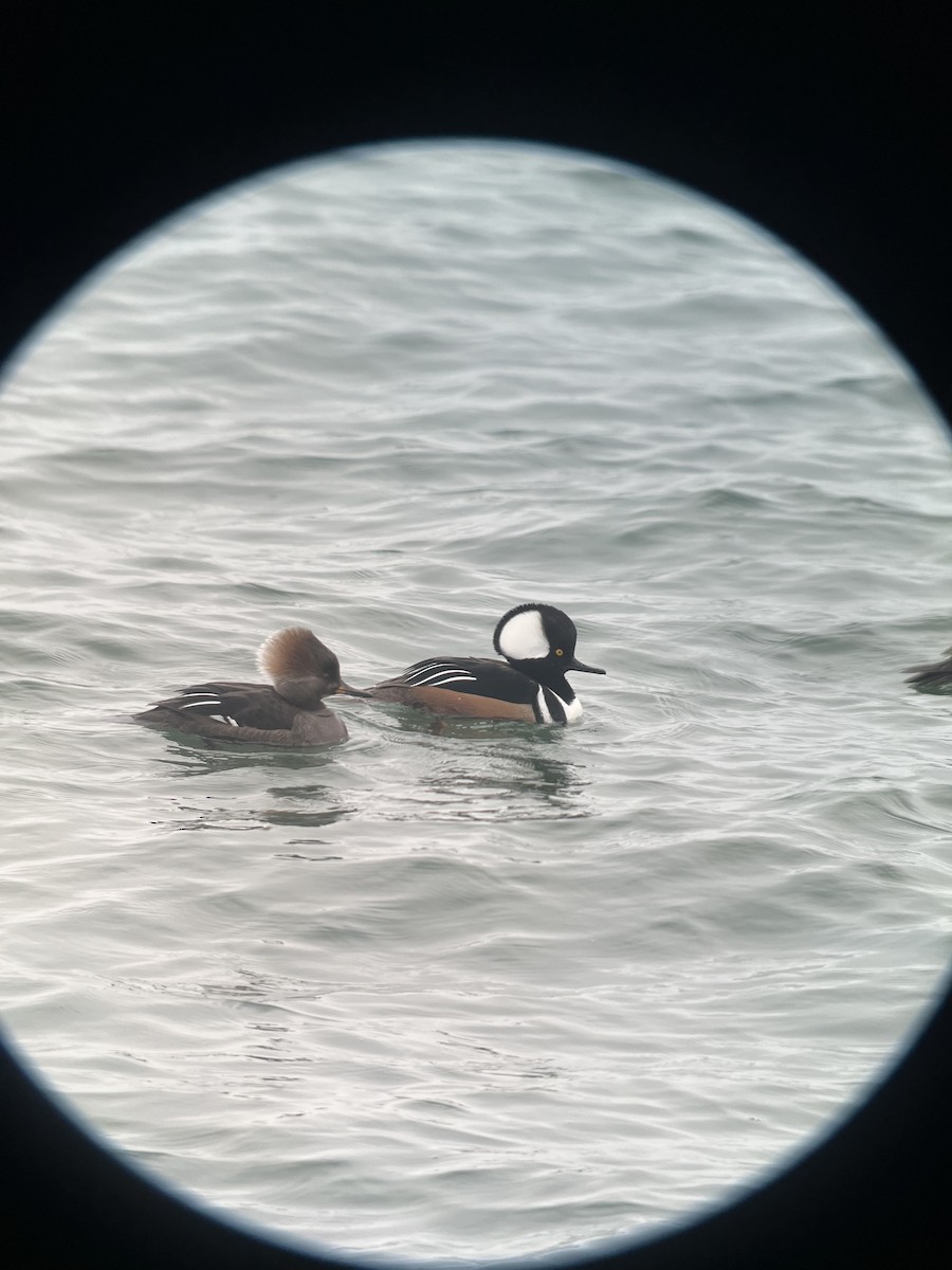 Hooded Merganser - ML615397909