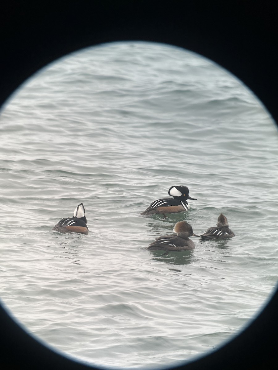 Hooded Merganser - Ann Monk