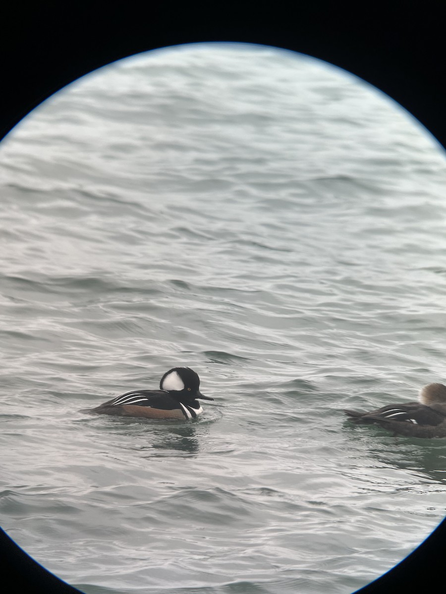 Hooded Merganser - ML615397913