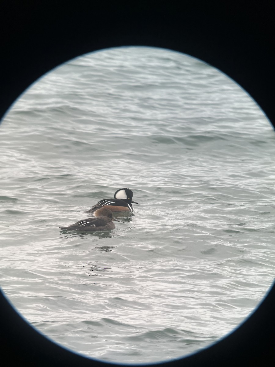 Hooded Merganser - ML615397914