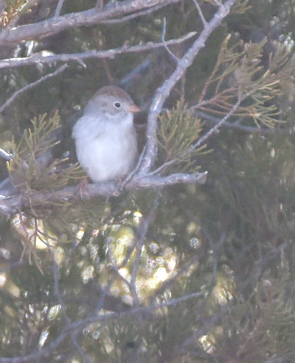 Field Sparrow - ML615397916