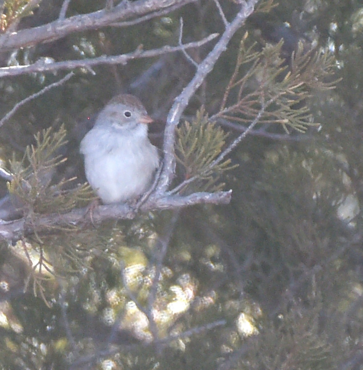 Field Sparrow - ML615397917