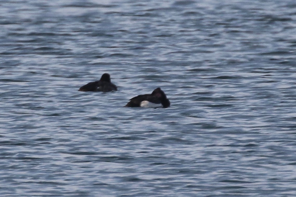 Tufted Duck x scaup sp. (hybrid) - Alvan Buckley