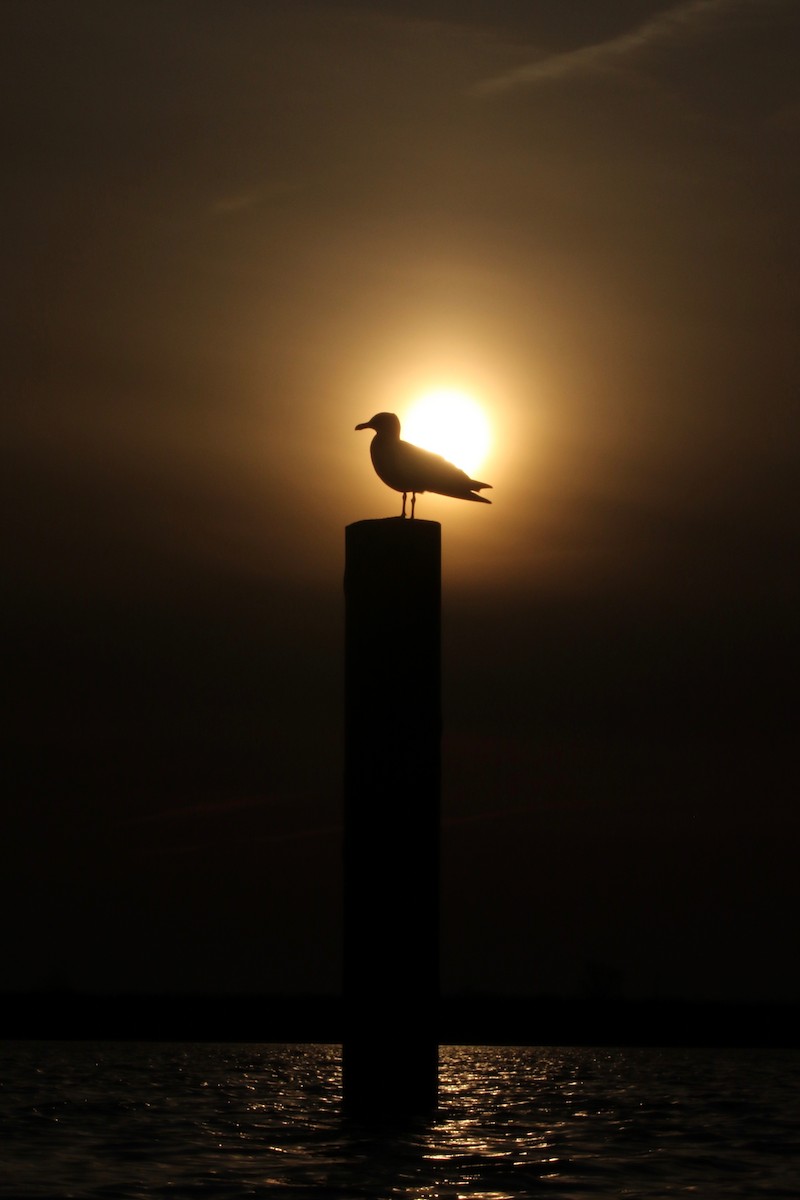 Herring Gull - Alvan Buckley