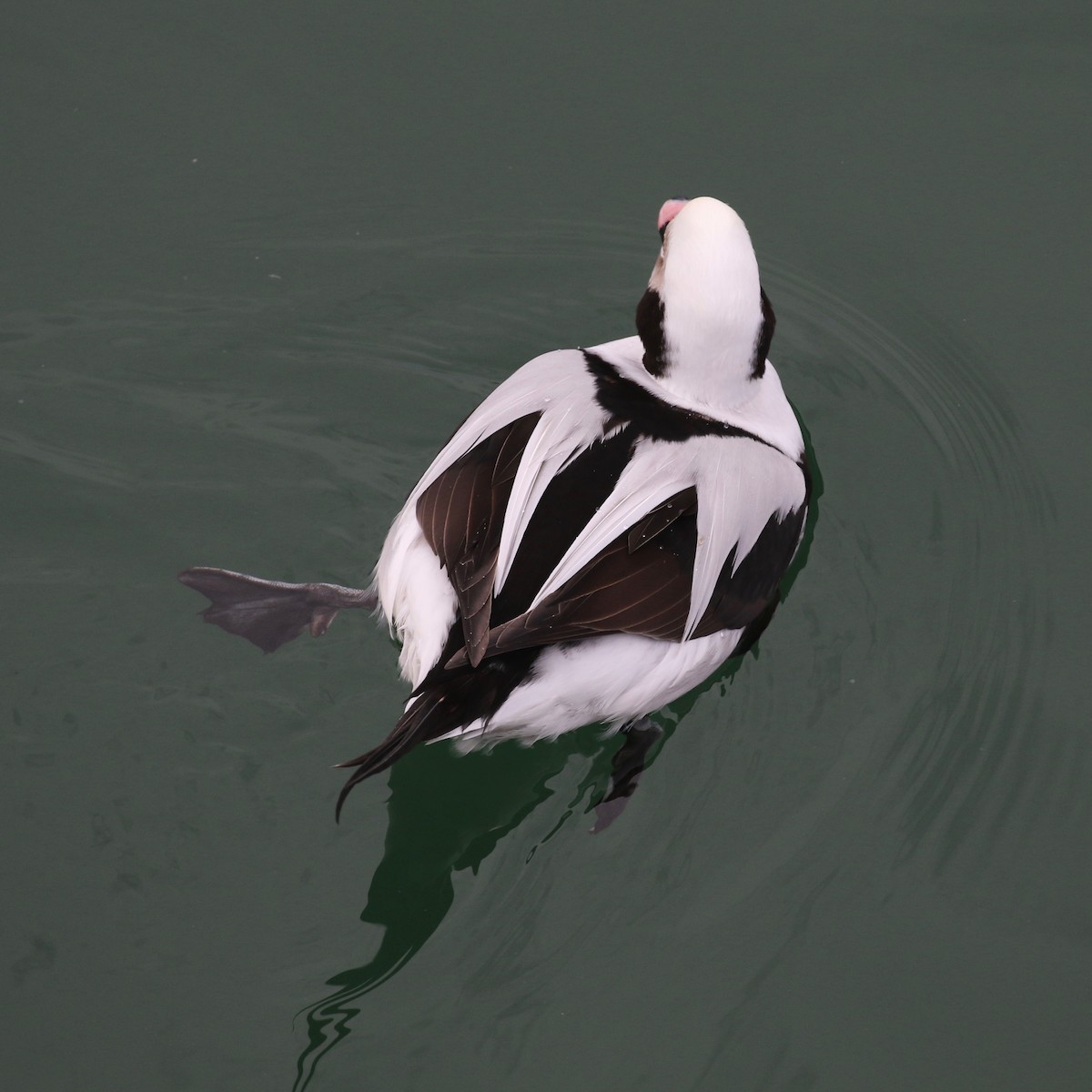 Long-tailed Duck - Alvan Buckley