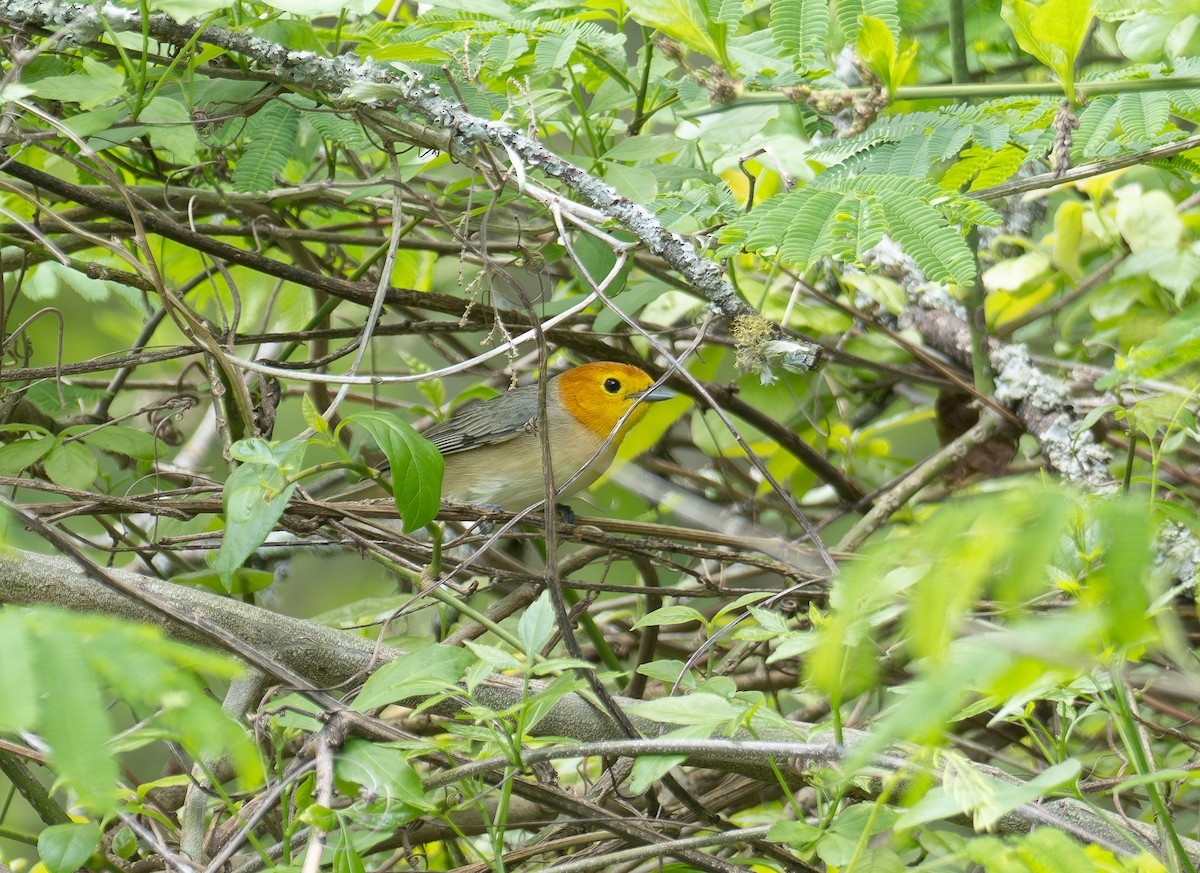 Orange-headed Tanager - Alex Luna