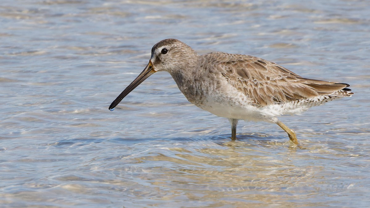 Short-billed Dowitcher - ML615398024