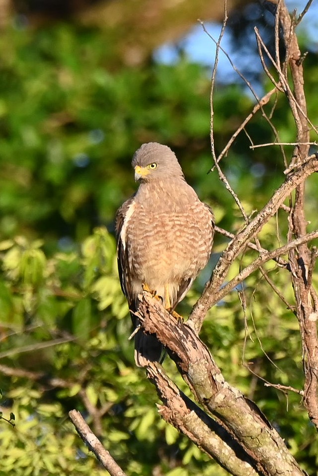 Roadside Hawk - Patty Masten