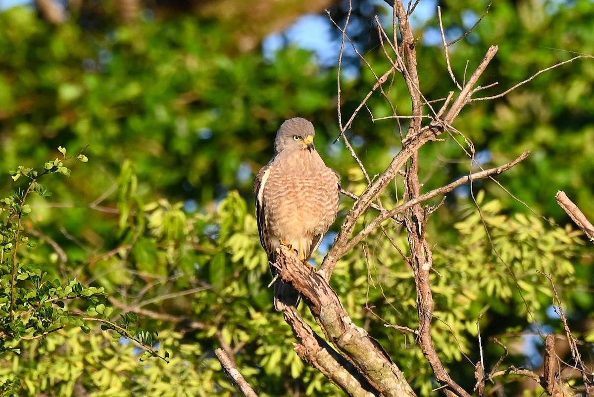 Roadside Hawk - ML615398030