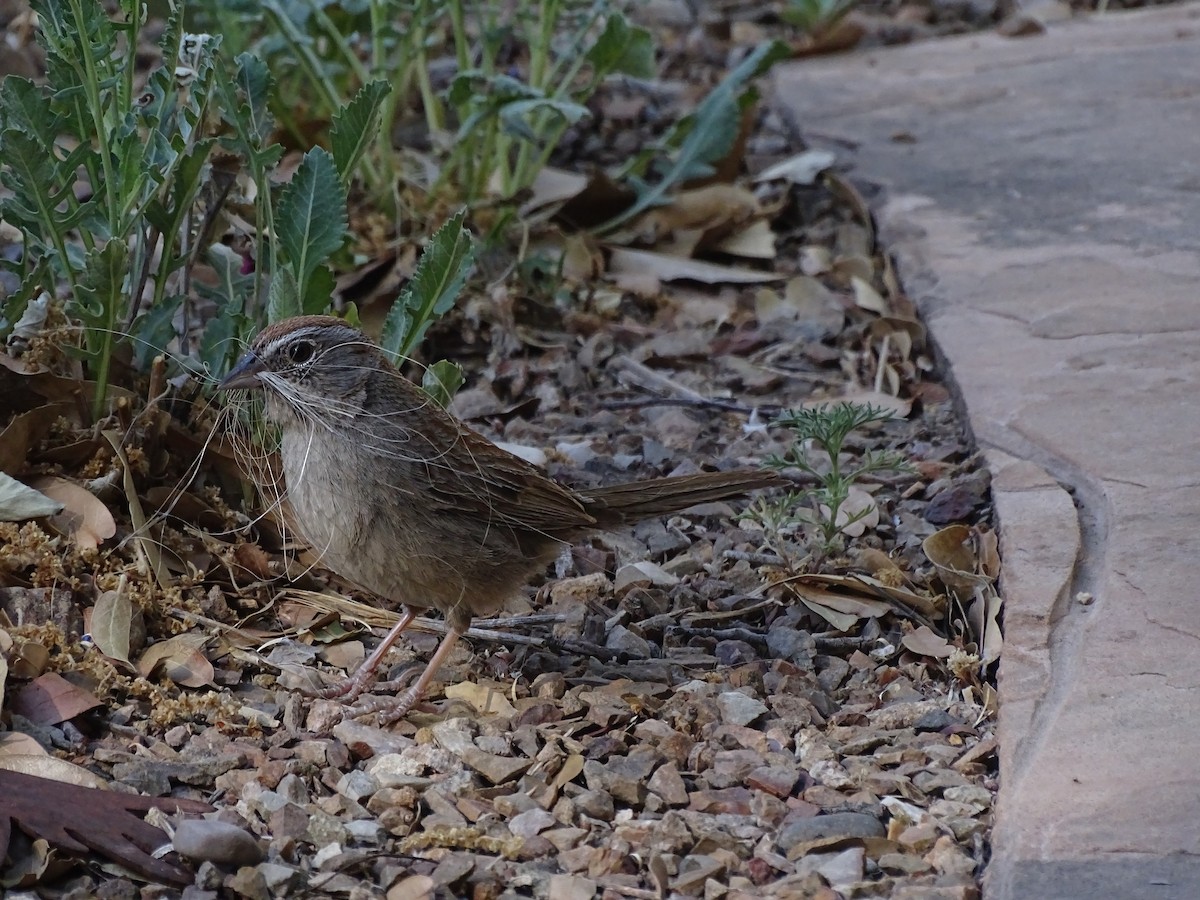 Rufous-crowned Sparrow - Robert Behrstock