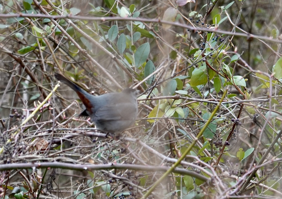 Gray Catbird - ML615398049