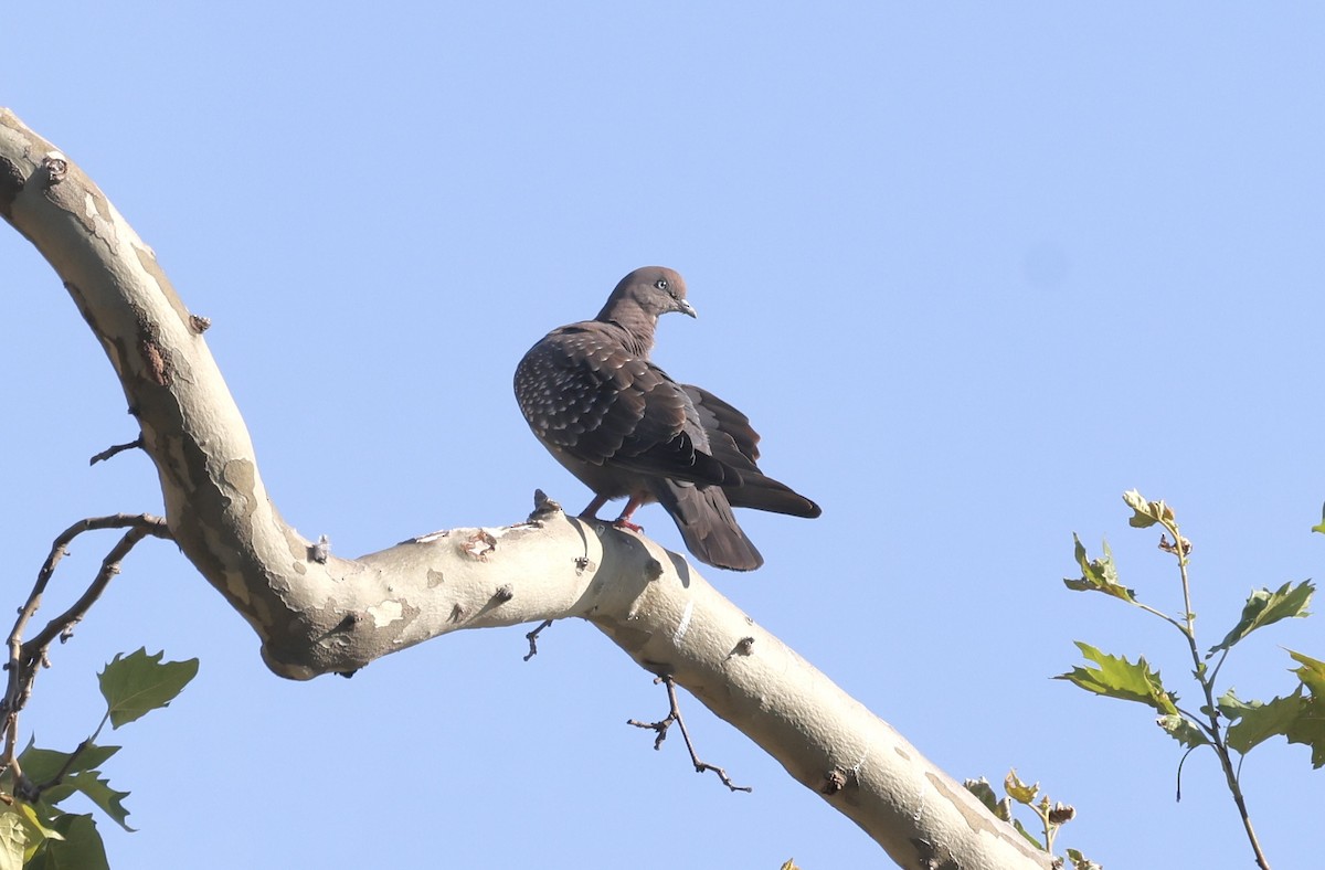 Spot-winged Pigeon - ML615398070