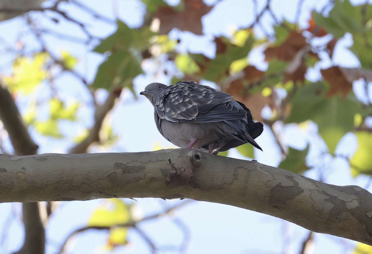 Spot-winged Pigeon - ML615398071