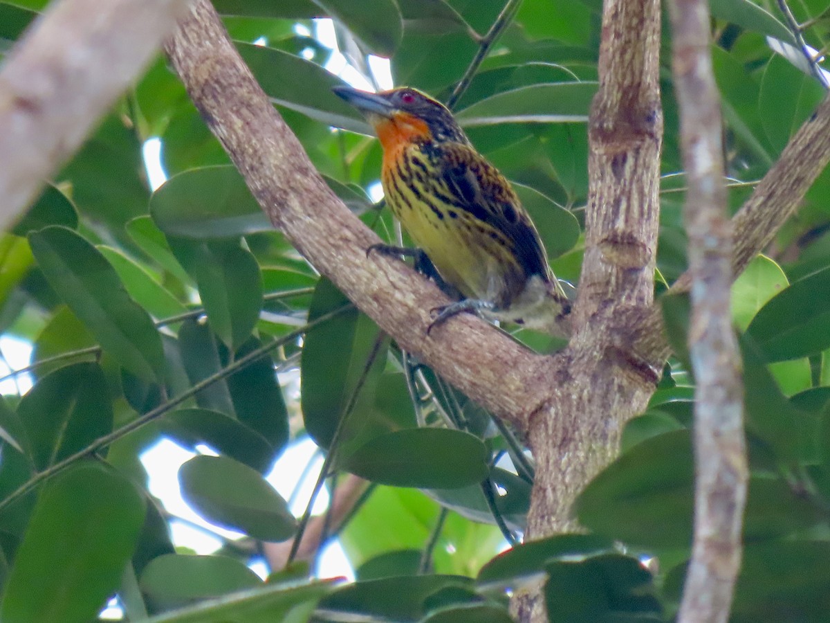 Gilded Barbet - ML615398073