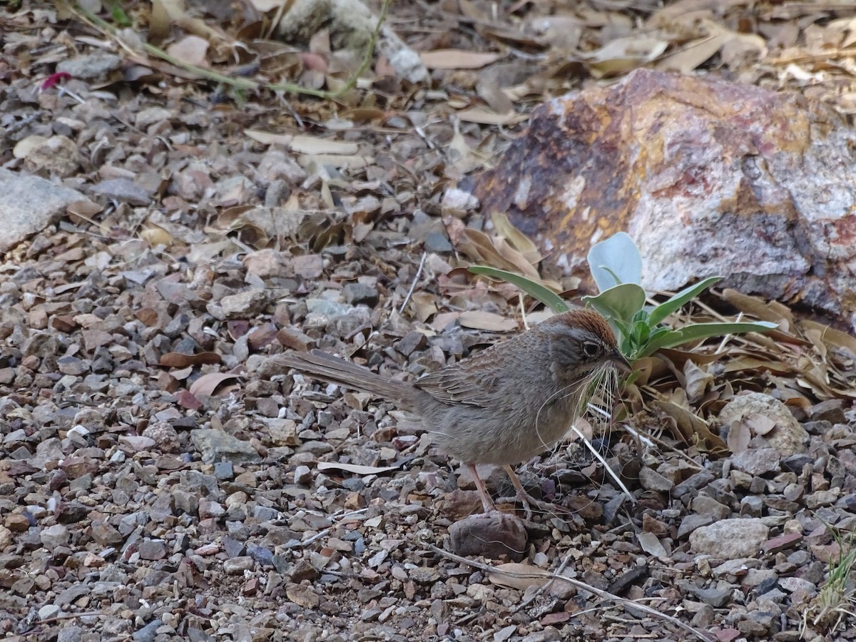 Rufous-crowned Sparrow - Robert Behrstock