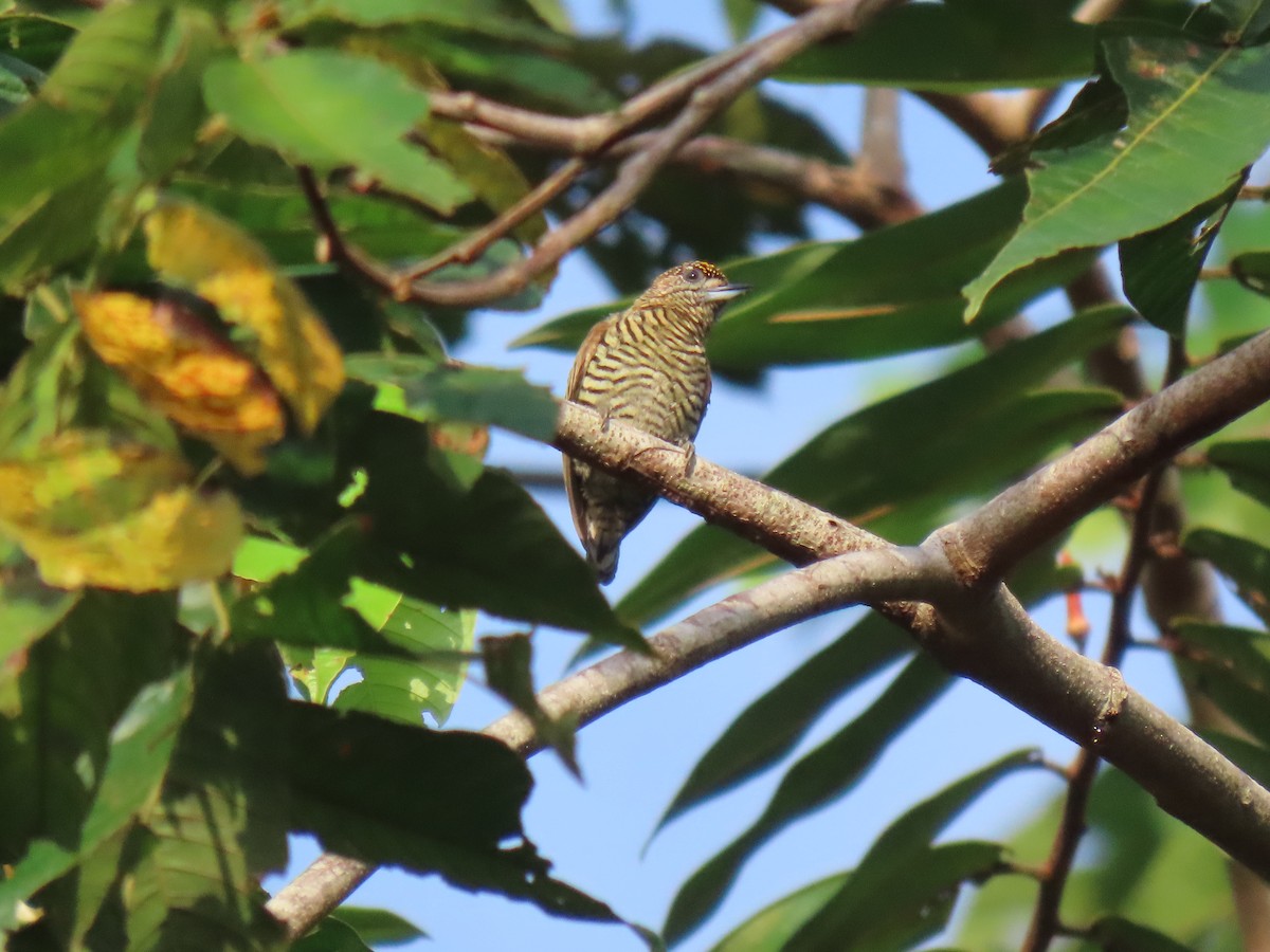 Orinoco Piculet - ML615398100