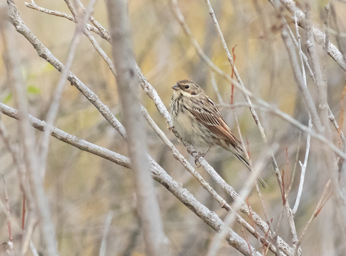 Pallas's Bunting - ML615398134