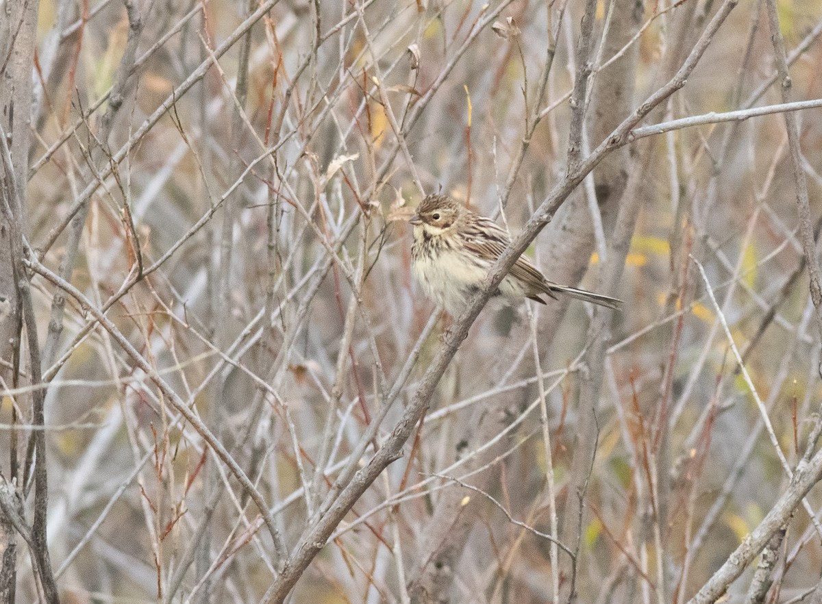 Pallas's Bunting - ML615398135