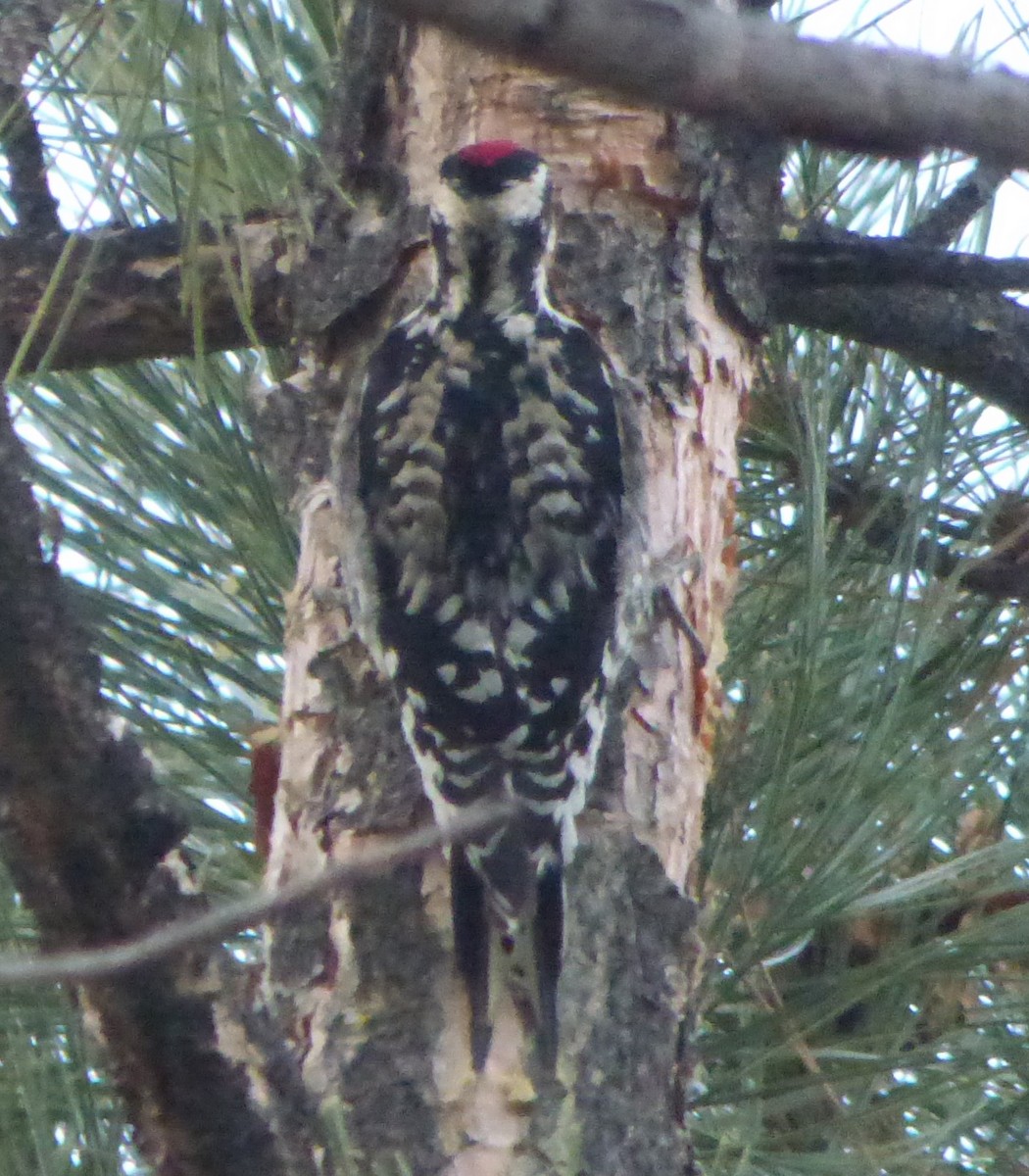 Yellow-bellied Sapsucker - ML615398162