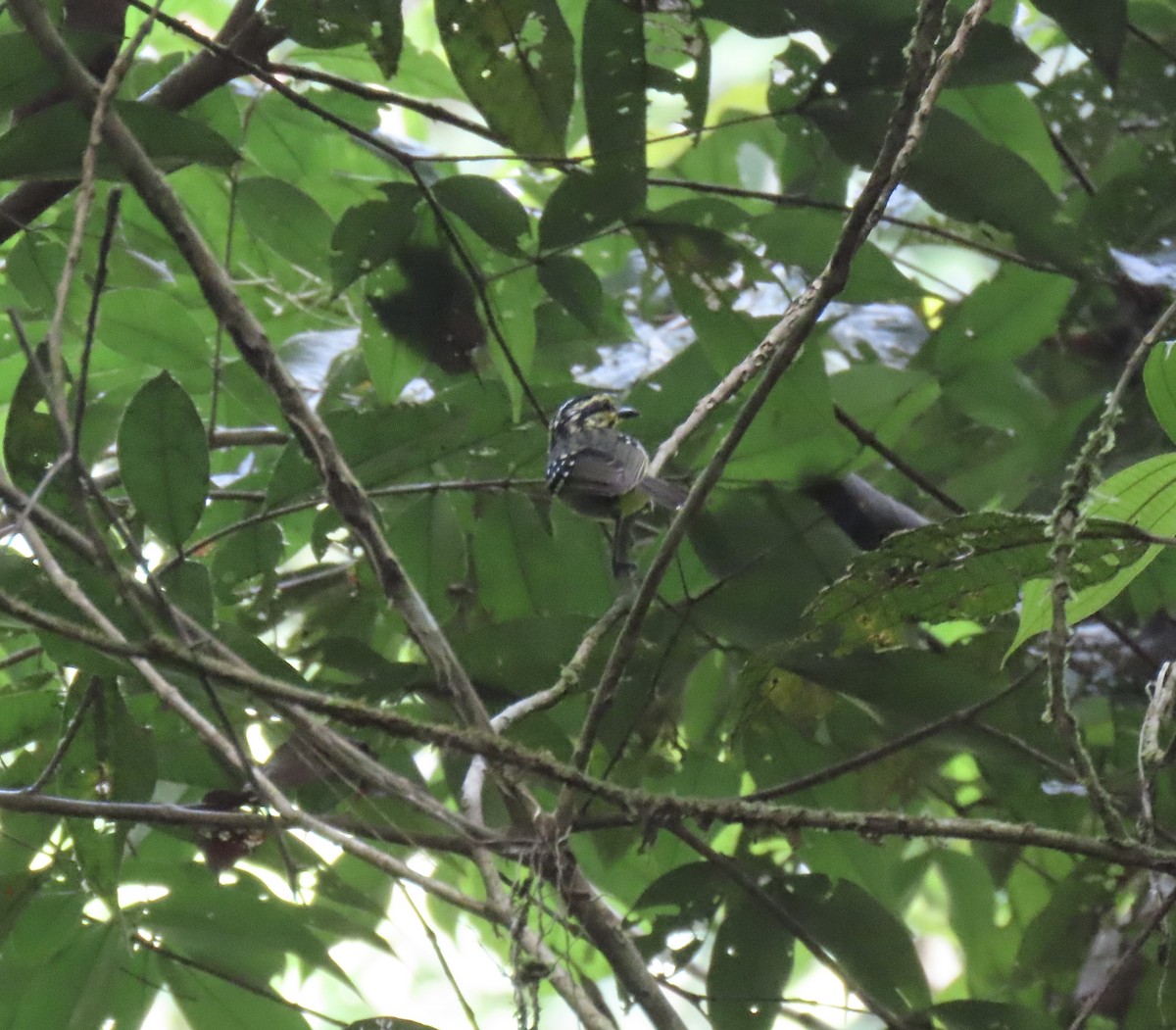 Yellow-browed Antbird - ML615398206