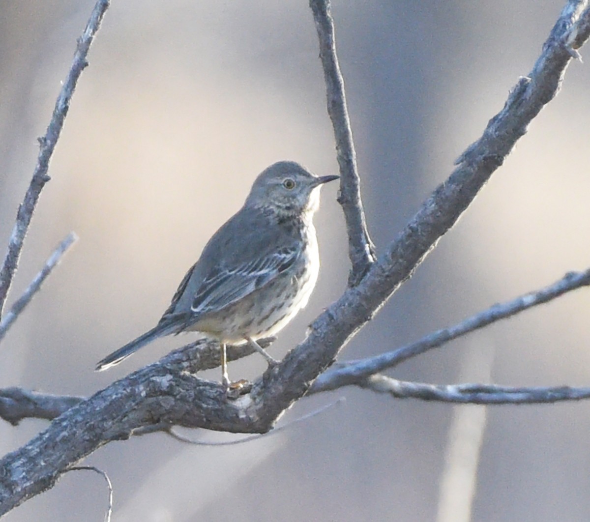 Sage Thrasher - Steven Mlodinow