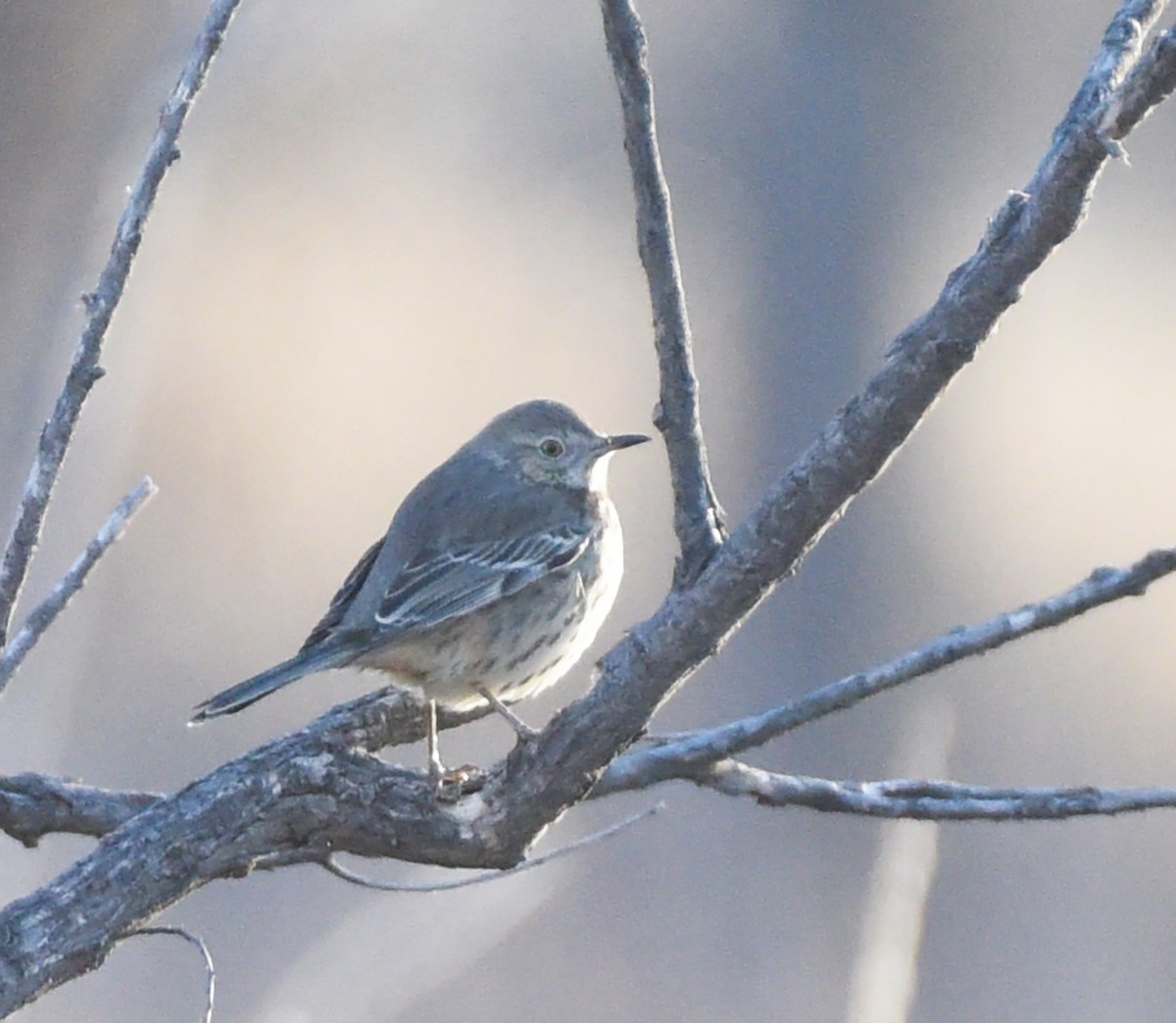 Sage Thrasher - ML615398210