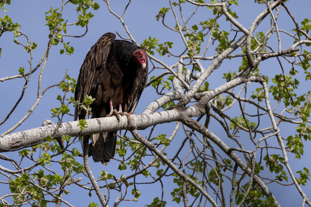 Turkey Vulture - ML615398212