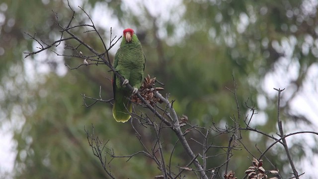 Red-crowned Parrot - ML615398237