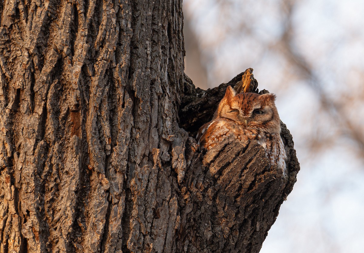 Eastern Screech-Owl - ML615398280