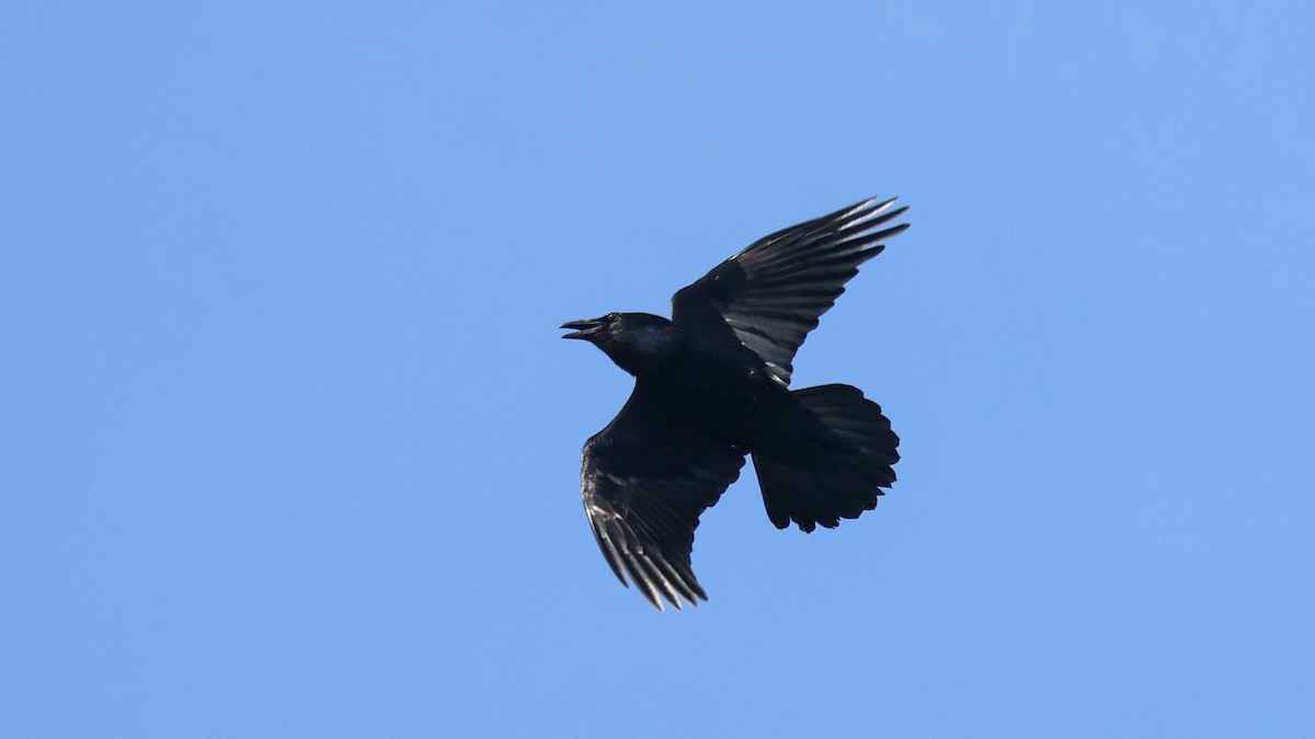 Common Raven - ML615398286