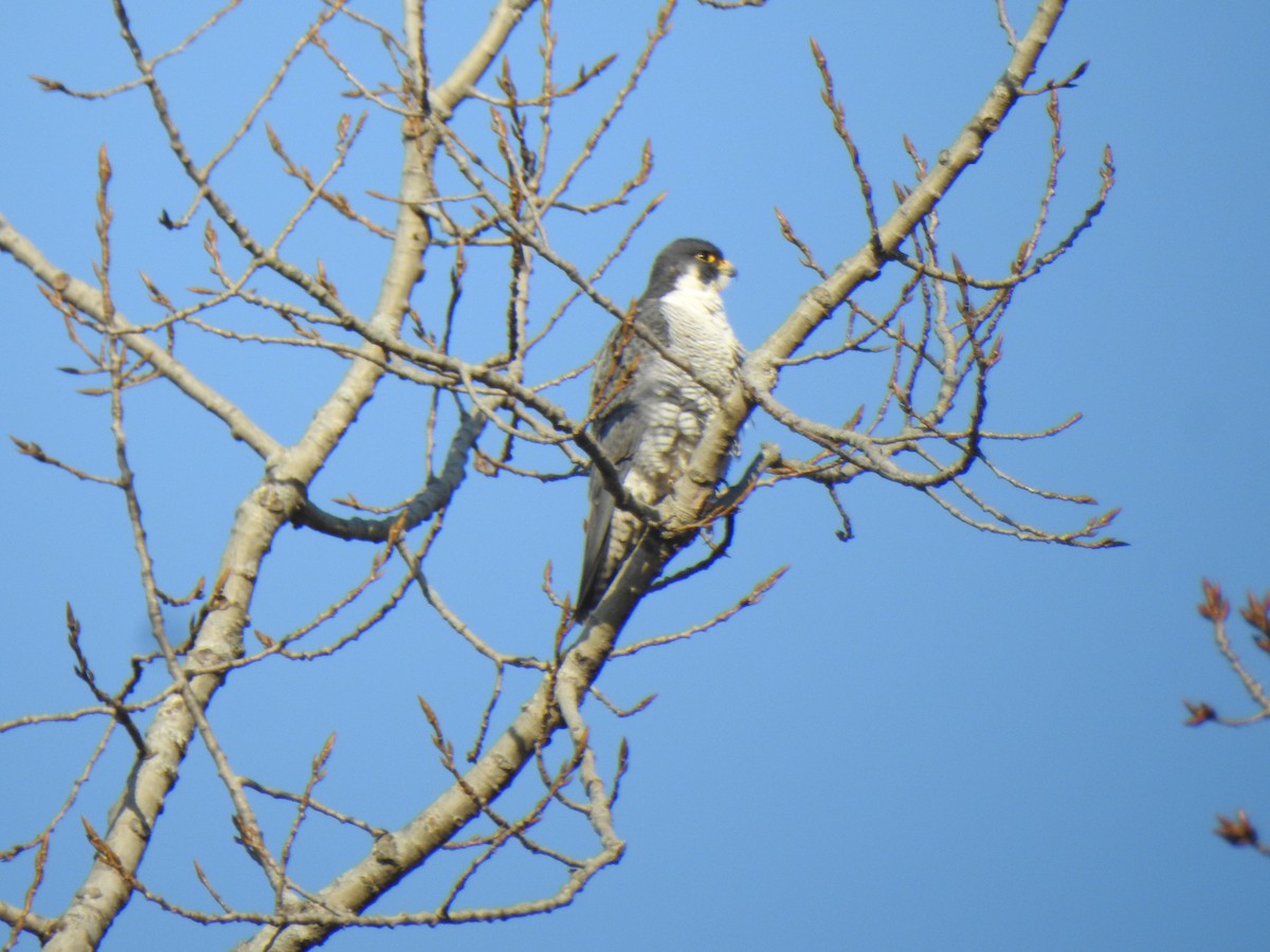 Peregrine Falcon - Don Clark