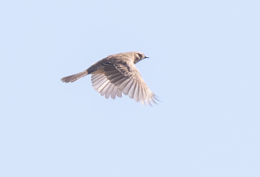 Mongolian Accentor - ML615398303