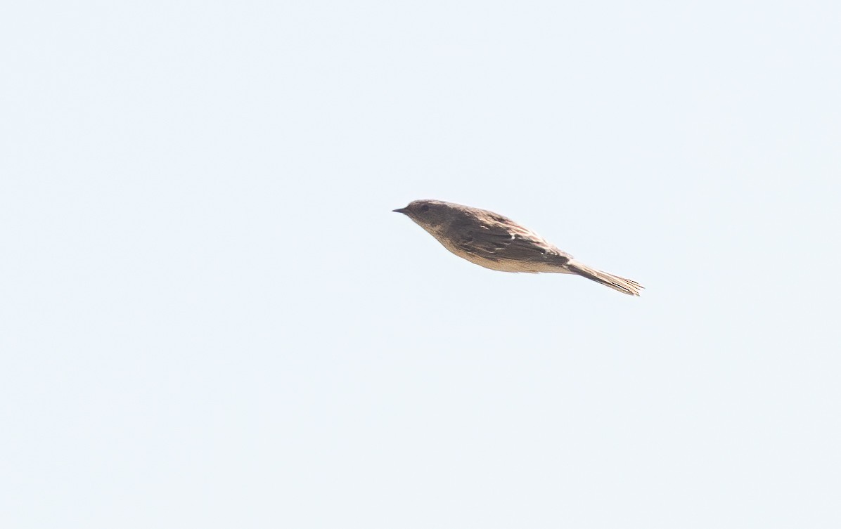 Mongolian Accentor - ML615398309