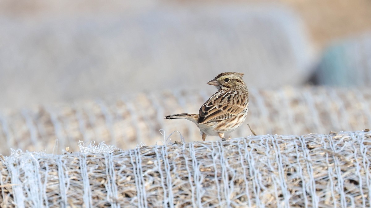 Savannah Sparrow (Savannah) - ML615398316