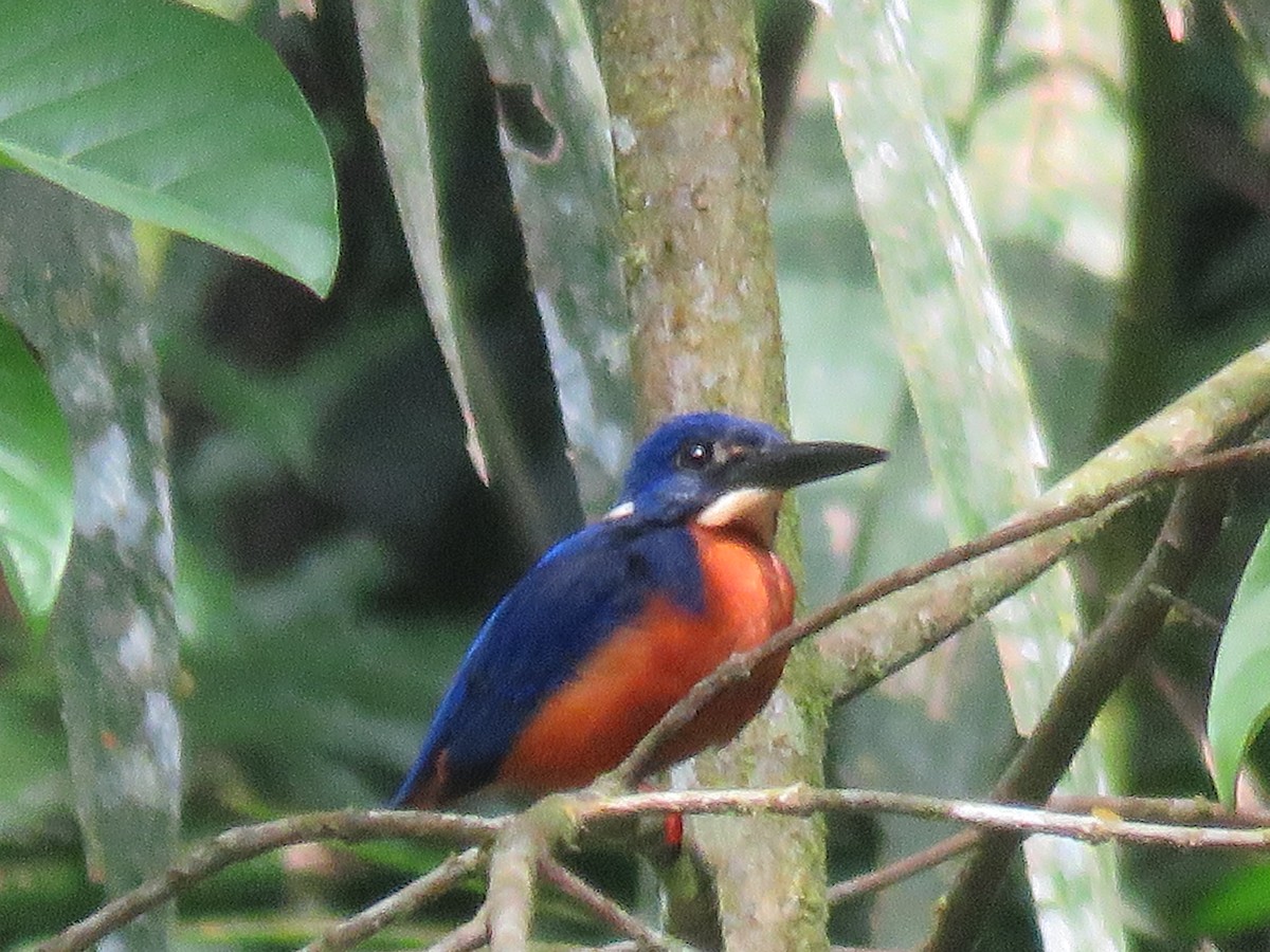 Shining-blue Kingfisher - ML615398331