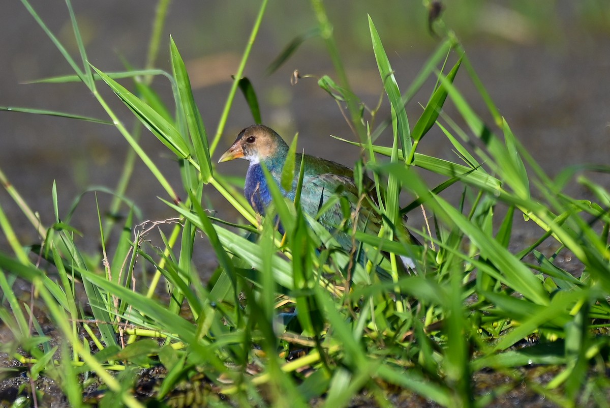 Purple Gallinule - ML615398435