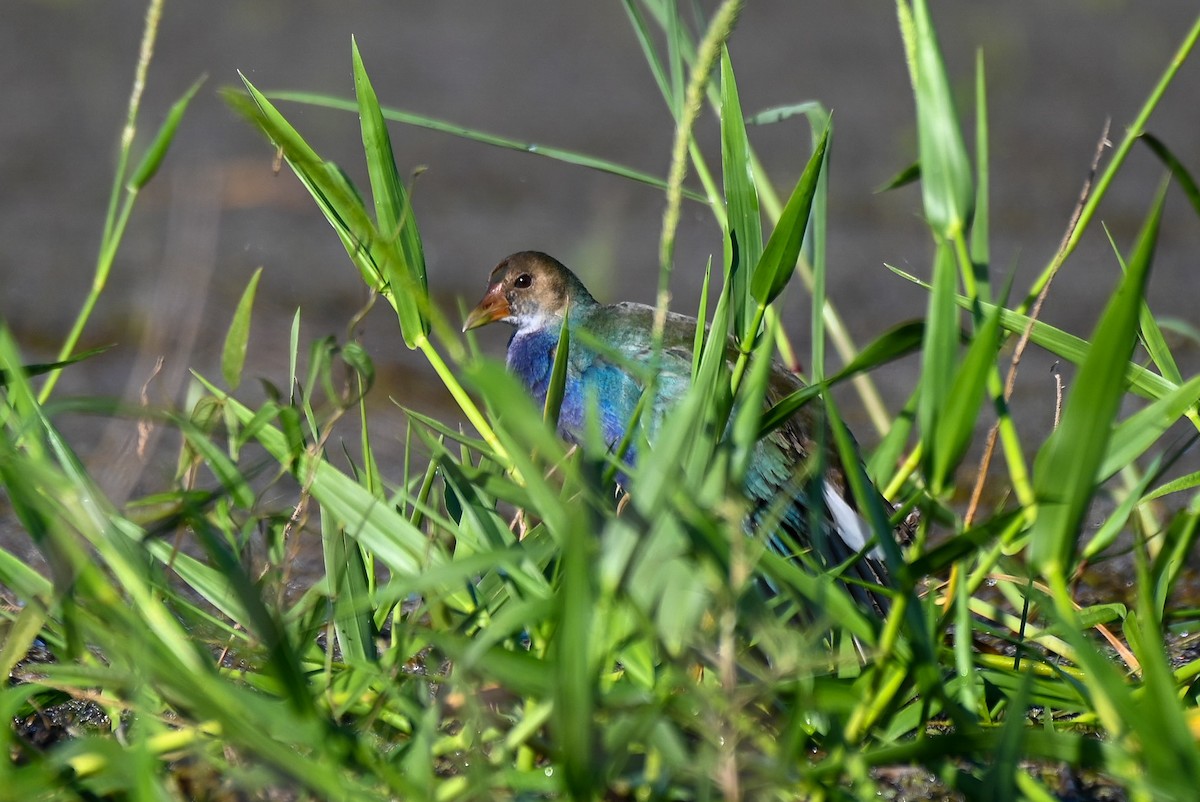 Purple Gallinule - ML615398436