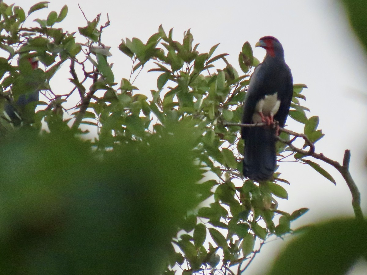 Caracara à gorge rouge - ML615398520