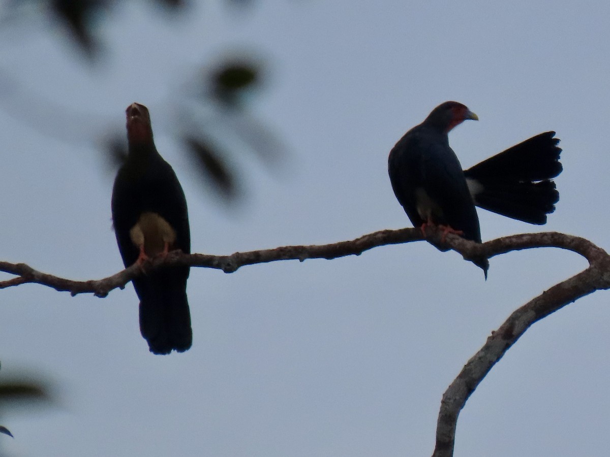 Caracara à gorge rouge - ML615398521